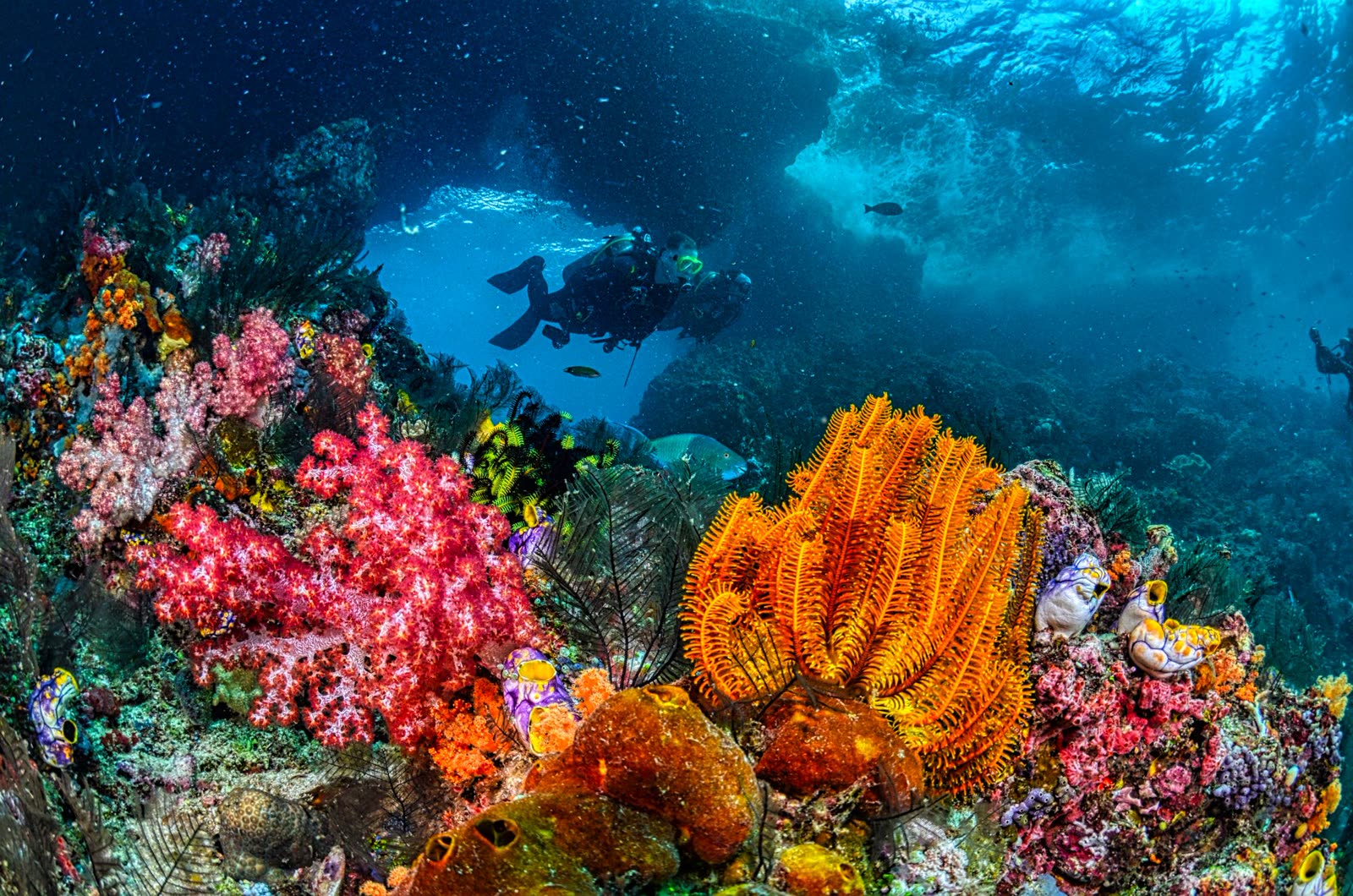 Colourful soft corals on a reef with a diver in the distance