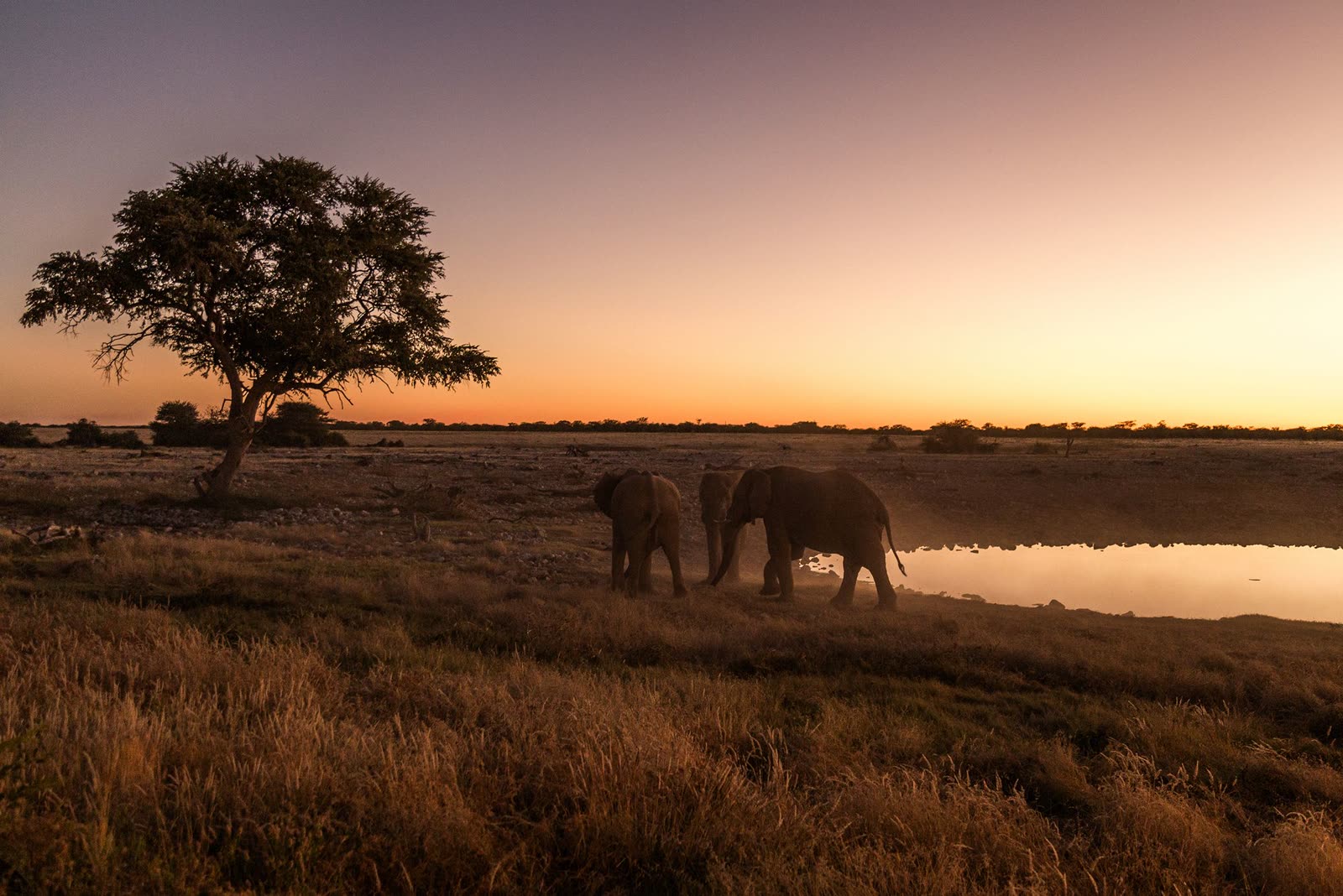 Elephants at a waterhole at sunset under an acacia tree